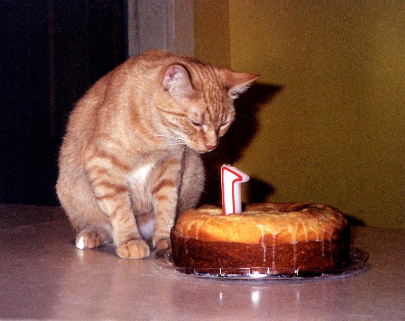Feral Cat (Felis silvestris catus) {!--고양이-->; DISPLAY FULL IMAGE.