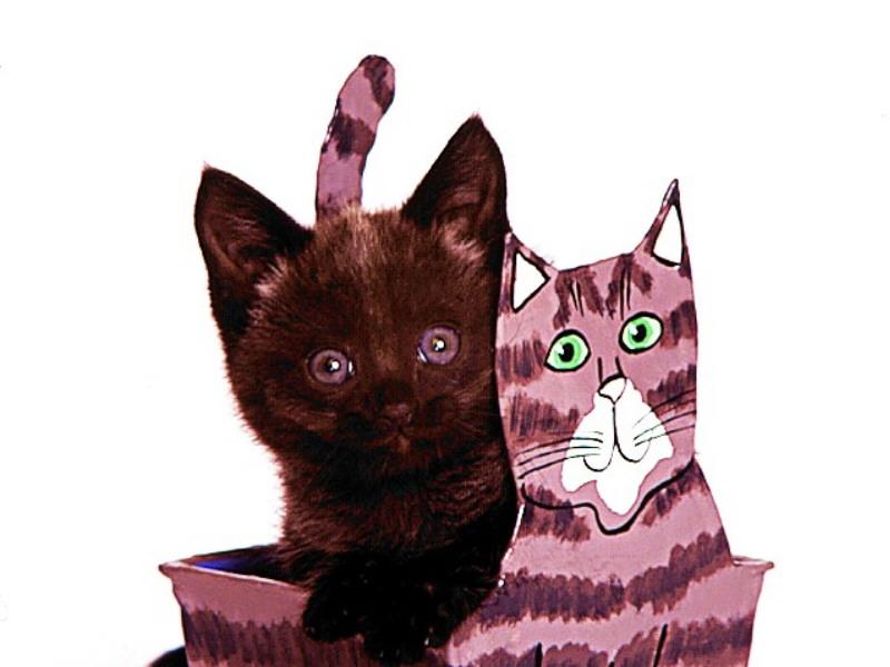 Feral Cat (Felis silvestris catus) {!--고양이-->; DISPLAY FULL IMAGE.