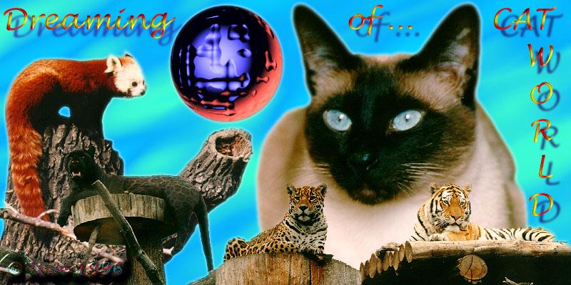 Feral Cat - Siamese (Felis silvestris catus) {!--고양이,샴고양이 품종-->; DISPLAY FULL IMAGE.
