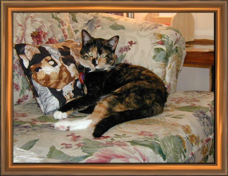 Feral Cat (Felis silvestris catus) {!--고양이-->; DISPLAY FULL IMAGE.