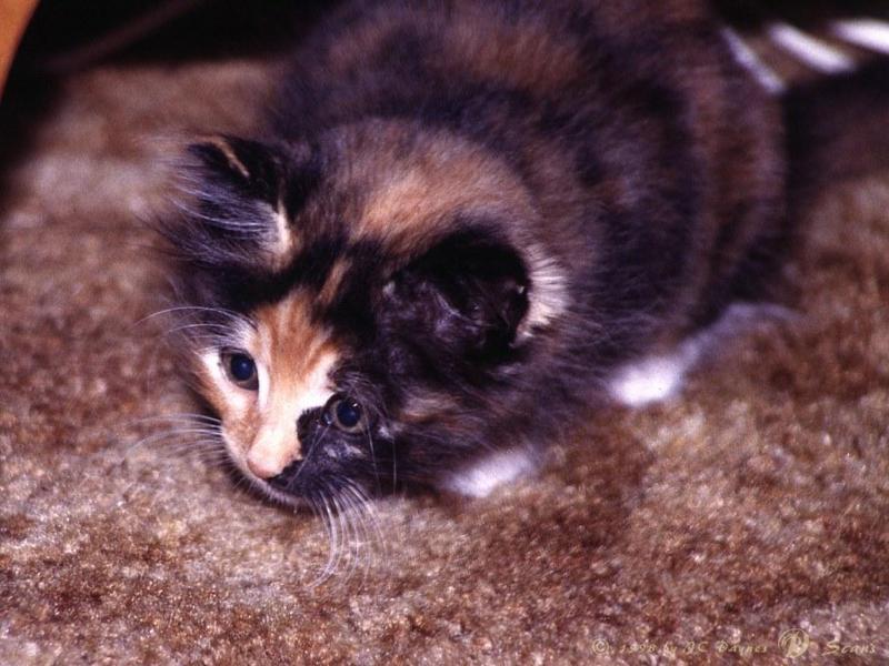 Feral Cat (Felis silvestris catus) {!--고양이-->; DISPLAY FULL IMAGE.
