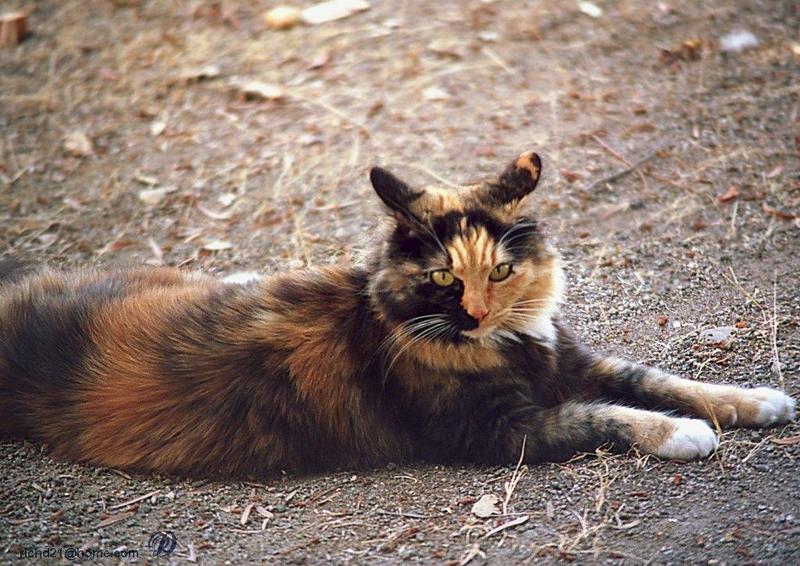 Feral Cat (Felis silvestris catus) {!--고양이-->; DISPLAY FULL IMAGE.