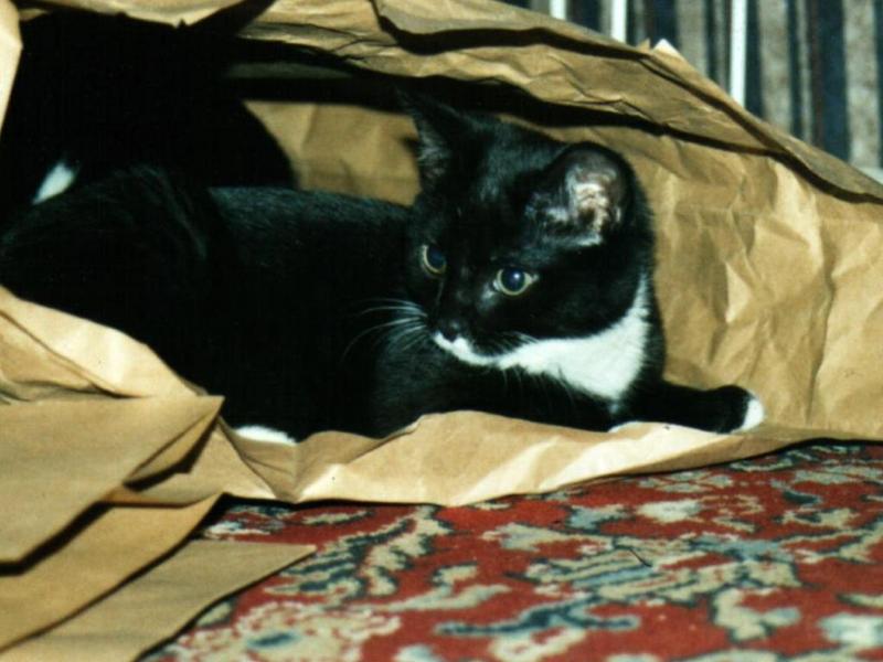 Feral Cat (Felis silvestris catus) {!--고양이-->; DISPLAY FULL IMAGE.