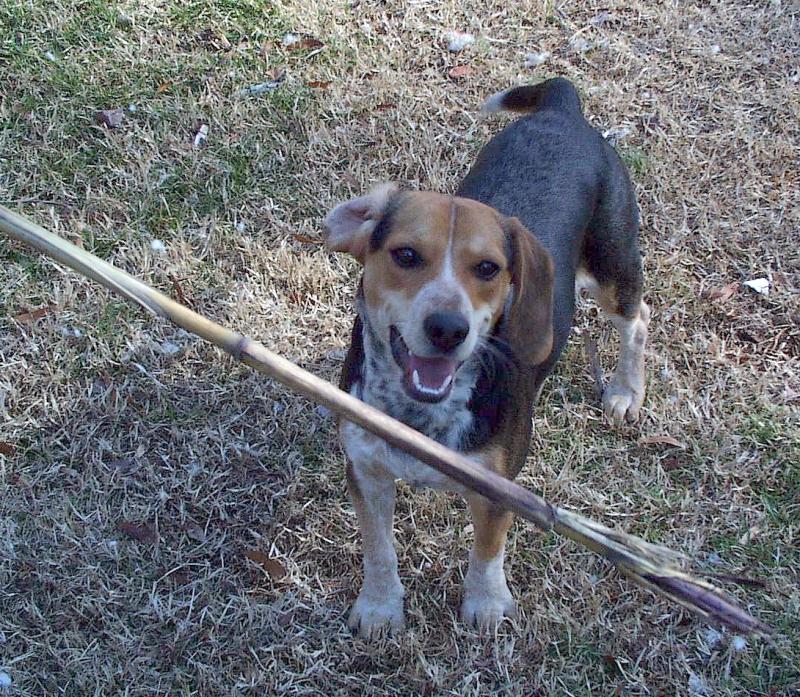 Dog - Beagle (Canis lupus familiaris) {!--개, 비글-->; DISPLAY FULL IMAGE.