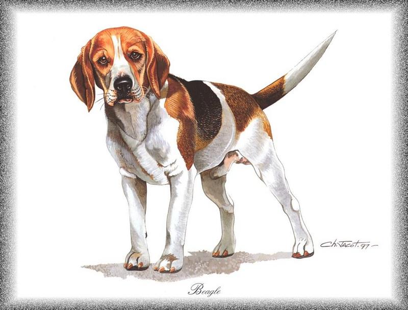 [Painting] Dog - Beagle (Canis lupus familiaris) {!--개, 비글-->; DISPLAY FULL IMAGE.