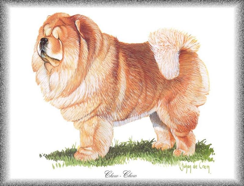 [Painting] Dog - Chowchow (Canis lupus familiaris) {!--개, 차우차우-->; DISPLAY FULL IMAGE.