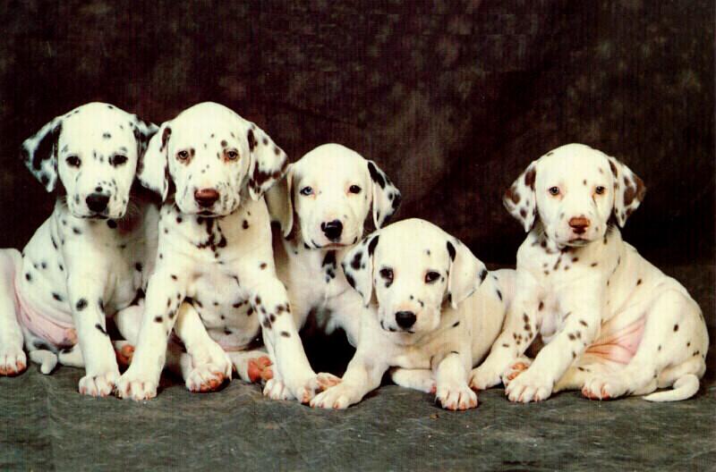 Dog - Dalmatian puppies (Canis lupus familiaris) {!--개, 달마시안-->; DISPLAY FULL IMAGE.