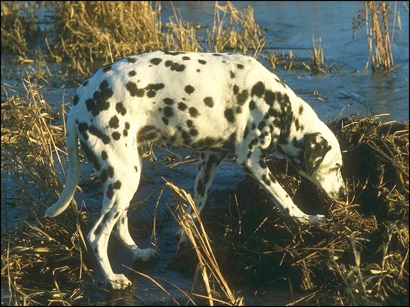 Dog - Dalmatian (Canis lupus familiaris) {!--개, 달마시안-->; DISPLAY FULL IMAGE.