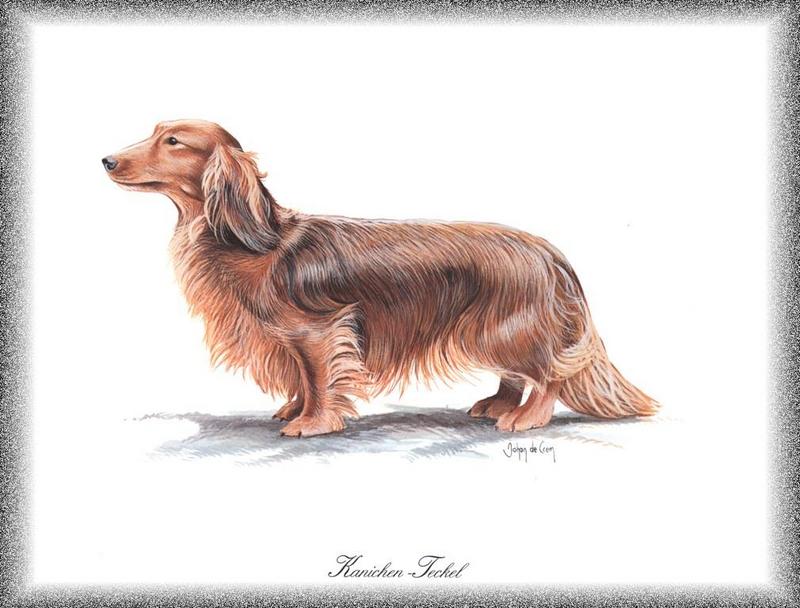 [Painting] Dog - Dachshund/Kanichen-Teckel (Canis lupus familiaris) {!--개, 닥스훈트-->; DISPLAY FULL IMAGE.