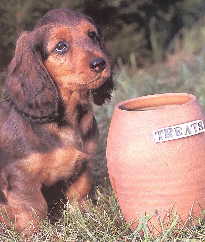 Dog - Dachshund (Canis lupus familiaris) {!--개, 닥스훈트-->; DISPLAY FULL IMAGE.