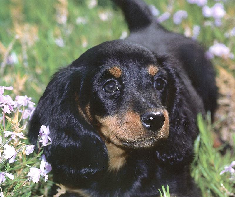 Dog - Dachshund (Canis lupus familiaris) {!--개, 닥스훈트-->; DISPLAY FULL IMAGE.