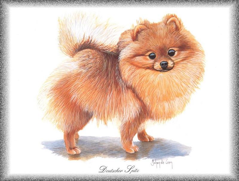 [Painting] Dog - German Spitz (Canis lupus familiaris) {!--개, 져먼 스피츠-->; DISPLAY FULL IMAGE.