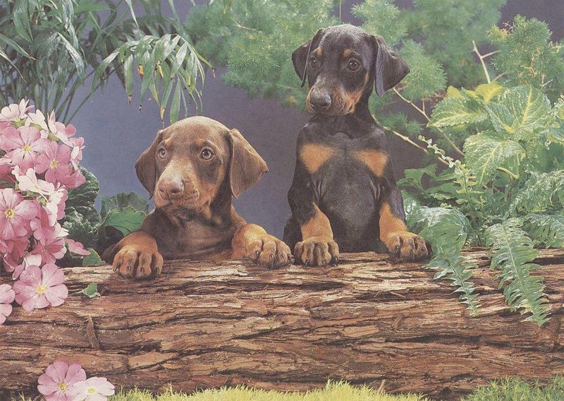 Dogs - Doberman Pinscher (Canis lupus familiaris) {!--개, 도베르만 핀셔-->; DISPLAY FULL IMAGE.