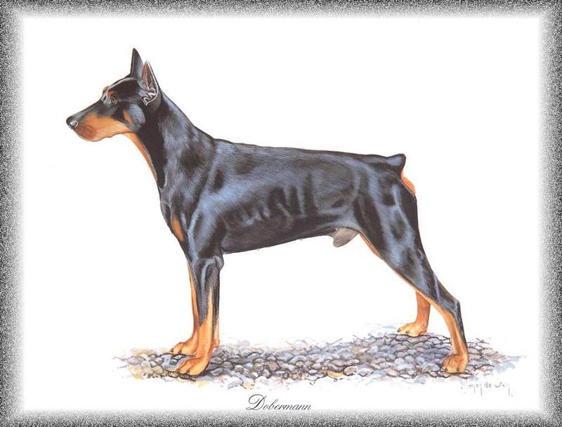 [Painting] Dog - Doberman Pinscher (Canis lupus familiaris) {!--개, 도베르만 핀셔-->; DISPLAY FULL IMAGE.