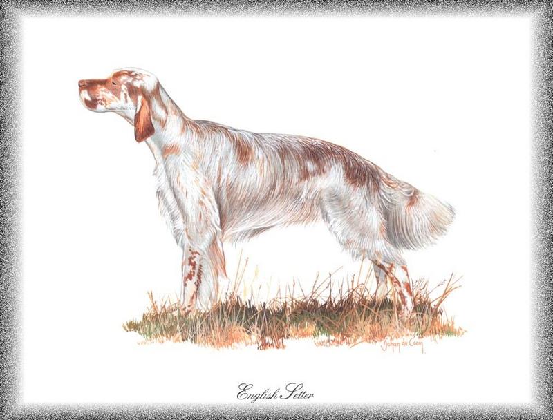 [Painting] Dog - English Setter (Canis lupus familiaris) {!--개, 잉글리쉬 세터-->; DISPLAY FULL IMAGE.