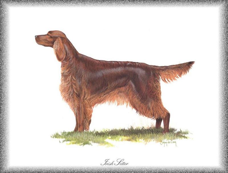 [Painting] Dog - Irish Setter (Canis lupus familiaris) {!--개, 아이리쉬 세터-->; DISPLAY FULL IMAGE.