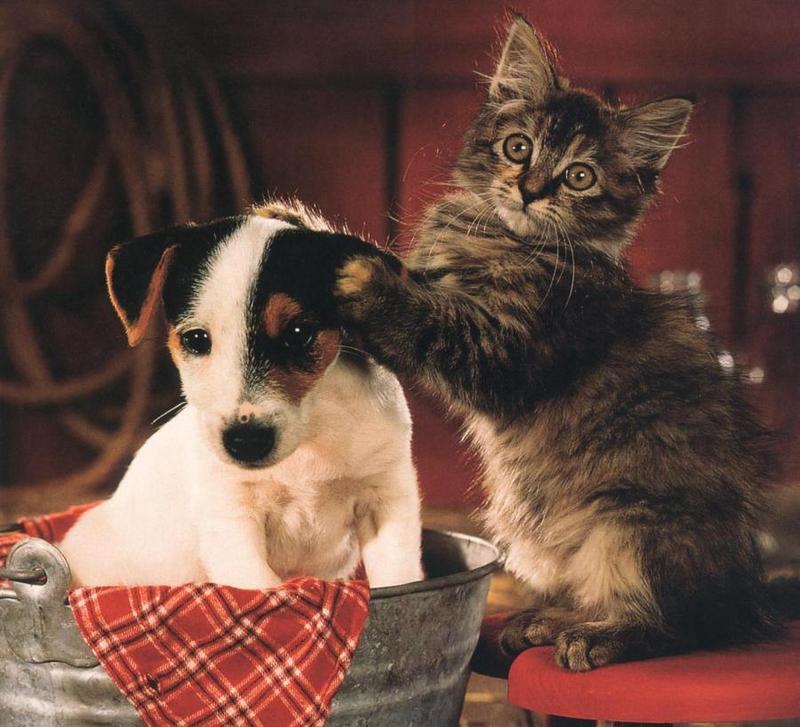 Puppy (Canis lupus familiaris) with kitten {!--강아지와 고양이-->; DISPLAY FULL IMAGE.