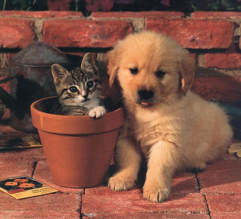 Puppy (Canis lupus familiaris) with kitten {!--강아지와 고양이-->; DISPLAY FULL IMAGE.