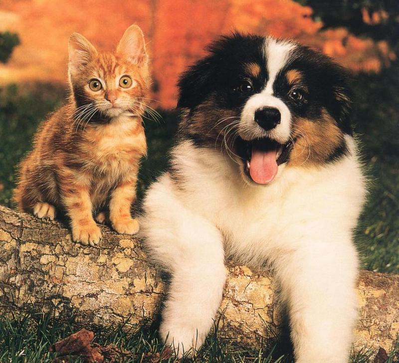 Puppy (Canis lupus familiaris) with kitten {!--강아지와 고양이-->; DISPLAY FULL IMAGE.