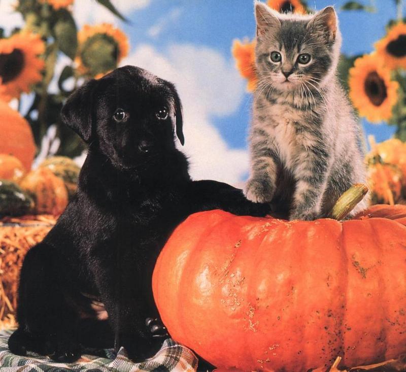 Puppy (Canis lupus familiaris) with kitten {!--강아지와 고양이-->; DISPLAY FULL IMAGE.