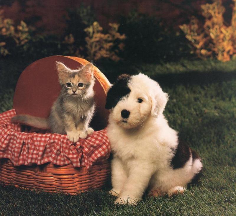 Puppy (Canis lupus familiaris) with kitten {!--강아지와 고양이-->; DISPLAY FULL IMAGE.