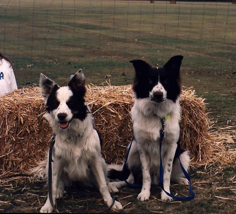 Dogs - Border Collie (Canis lupus familiaris) {!--개,보더 콜리-->; DISPLAY FULL IMAGE.