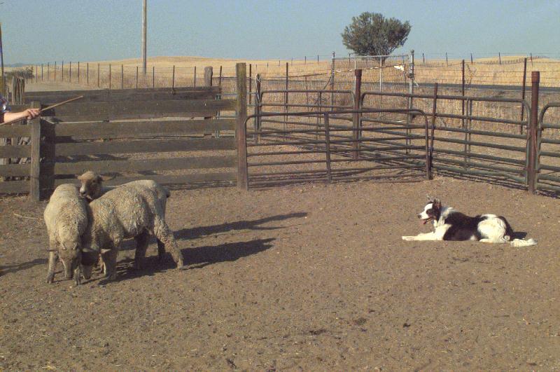 Dog - Border Collie (Canis lupus familiaris) with sheep herd {!--개,보더 콜리-->; DISPLAY FULL IMAGE.