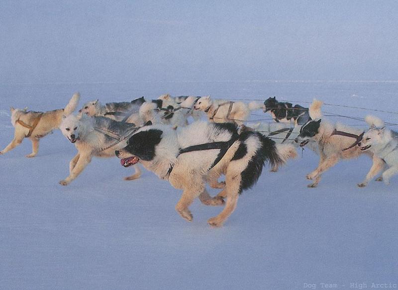 Cananda: Eskimo Sled-dogs (Canis lupus familiaris) {!--썰매개-->; DISPLAY FULL IMAGE.