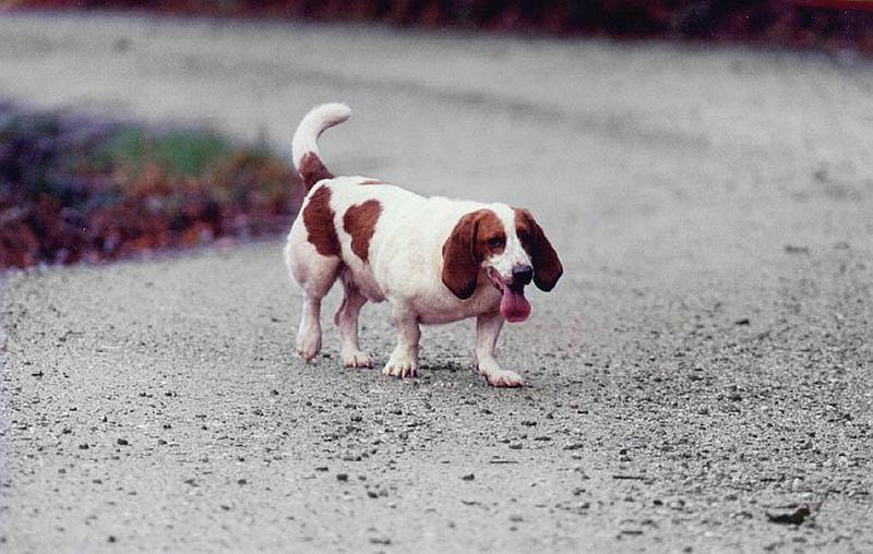 Dog - Basset Hound (Canis lupus familiaris) {!--개, 바셋 하운드-->; DISPLAY FULL IMAGE.