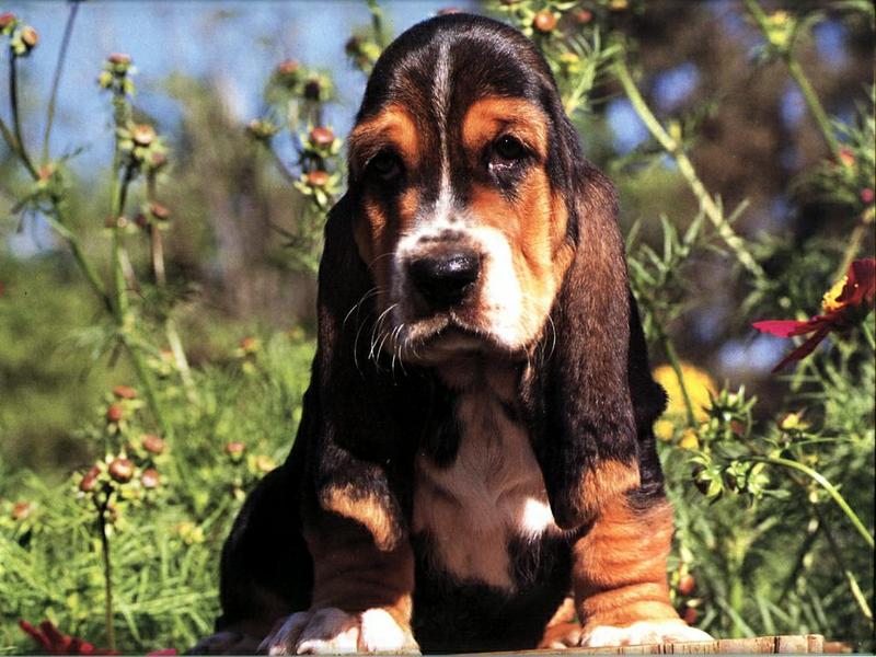 Dog - Basset Hound (Canis lupus familiaris) {!--개, 바셋 하운드-->; DISPLAY FULL IMAGE.