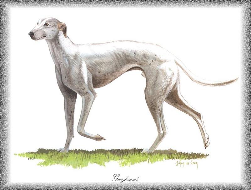 [Painting] Dog - Greyhound (Canis lupus familiaris) {!--개, 그레이하운드-->; DISPLAY FULL IMAGE.