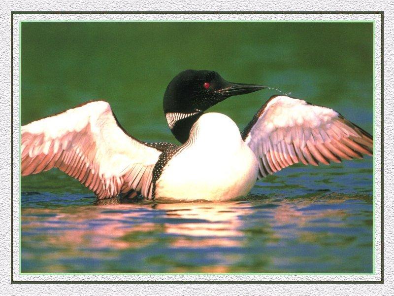 Common Loon flapping (Gavia immer) {!--큰아비-->; DISPLAY FULL IMAGE.
