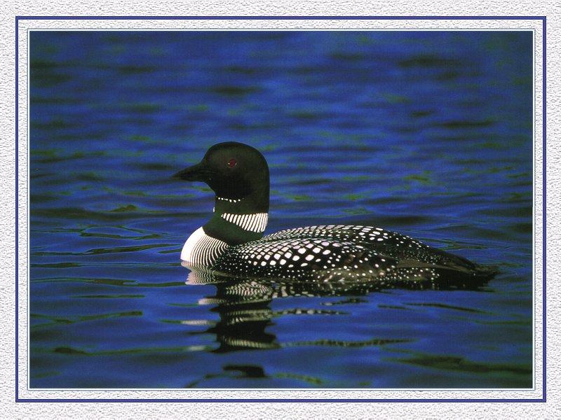 Common Loon (Gavia immer) {!--큰아비-->; DISPLAY FULL IMAGE.
