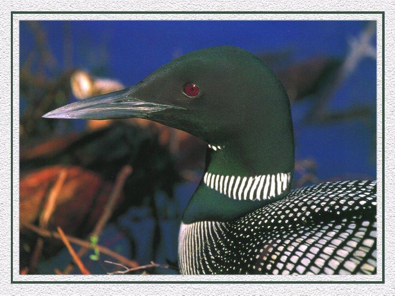 Common Loon (Gavia immer) {!--큰아비-->; DISPLAY FULL IMAGE.