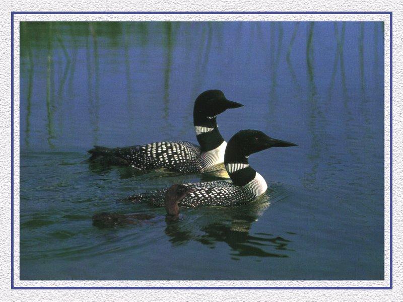 Common Loon pair (Gavia immer) {!--큰아비-->; DISPLAY FULL IMAGE.