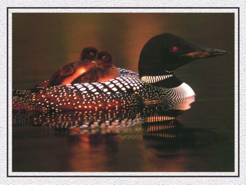 Common Loon mother and chicks (Gavia immer) {!--큰아비-->; DISPLAY FULL IMAGE.
