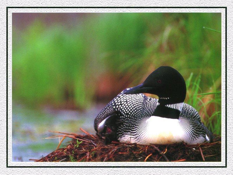 Common Loon (Gavia immer) {!--큰아비-->; DISPLAY FULL IMAGE.