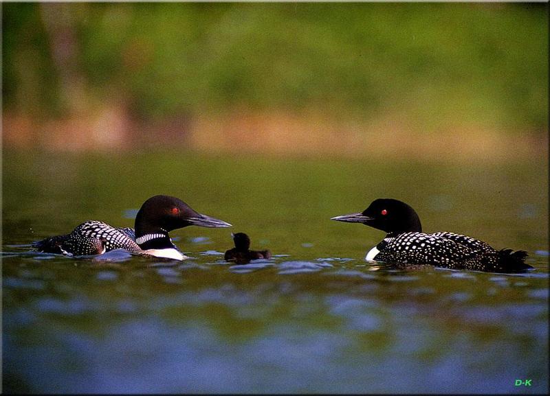 Common Loon family (Gavia immer) {!--큰아비-->; DISPLAY FULL IMAGE.