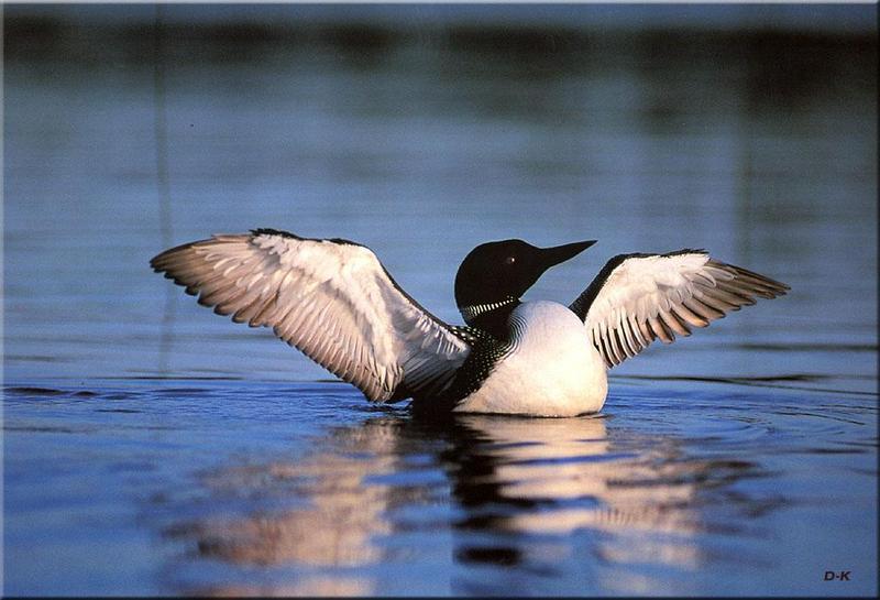 Common Loon flapping (Gavia immer) {!--큰아비-->; DISPLAY FULL IMAGE.