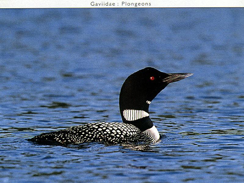 Common Loon (Gavia immer) {!--큰아비-->; DISPLAY FULL IMAGE.