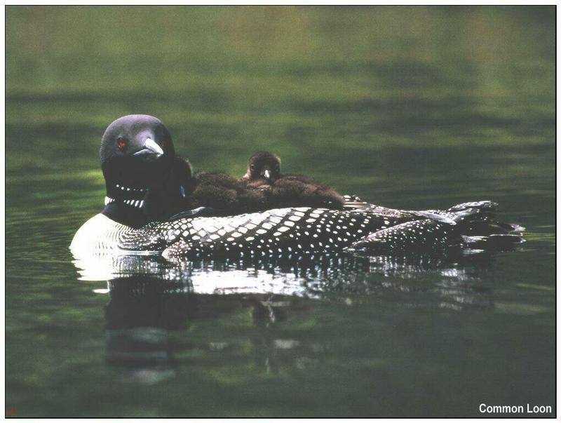 Common Loon mother and chicks (Gavia immer) {!--큰아비-->; DISPLAY FULL IMAGE.