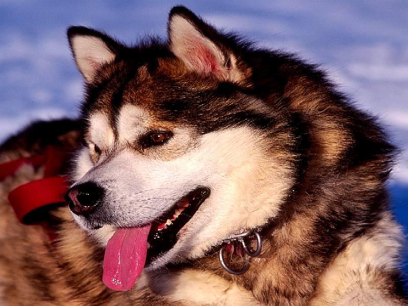 Dog - Siberian Husky (Canis lupus familiaris) {!--개, 시베리안허스키-->; DISPLAY FULL IMAGE.
