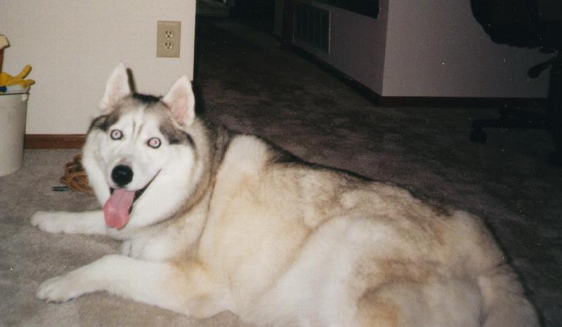 Dog - Siberian Husky (Canis lupus familiaris) {!--개, 시베리안허스키-->; DISPLAY FULL IMAGE.