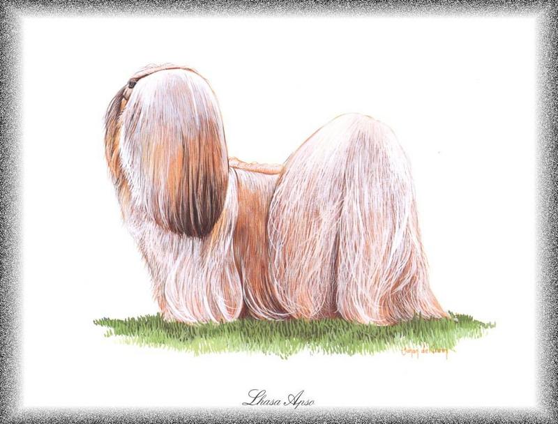 [Painting] Dog - Lhasa Apso (Canis lupus familiaris) {!--개, 라사압소-->; DISPLAY FULL IMAGE.