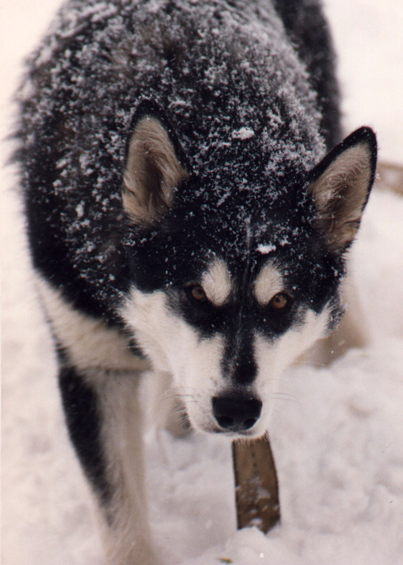 Dog - Alaskan Malamute (Canis lupus familiaris) {!--개, 알래스칸 말라뮤트-->; DISPLAY FULL IMAGE.