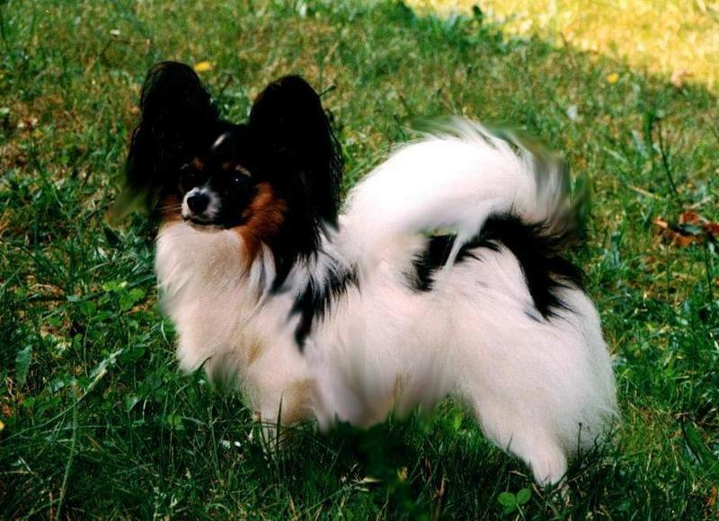 Dog - Papillon (Canis lupus familiaris) {!--개, 파피용/빠삐용-->; DISPLAY FULL IMAGE.