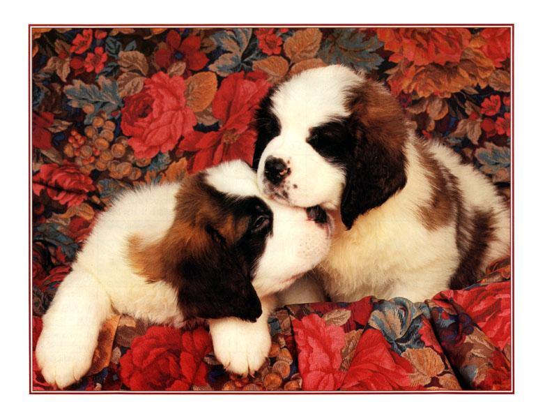 Dogs - Saint Bernard puppies (Canis lupus familiaris) {!--개, 세인트버나드-->; DISPLAY FULL IMAGE.