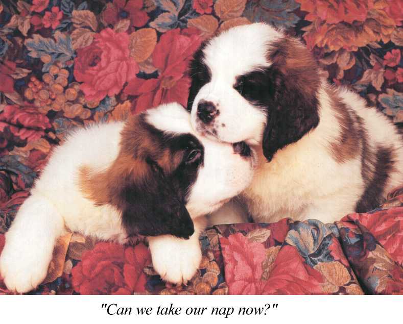 Dogs - Saint Bernard puppies (Canis lupus familiaris) {!--개, 세인트버나드-->; DISPLAY FULL IMAGE.