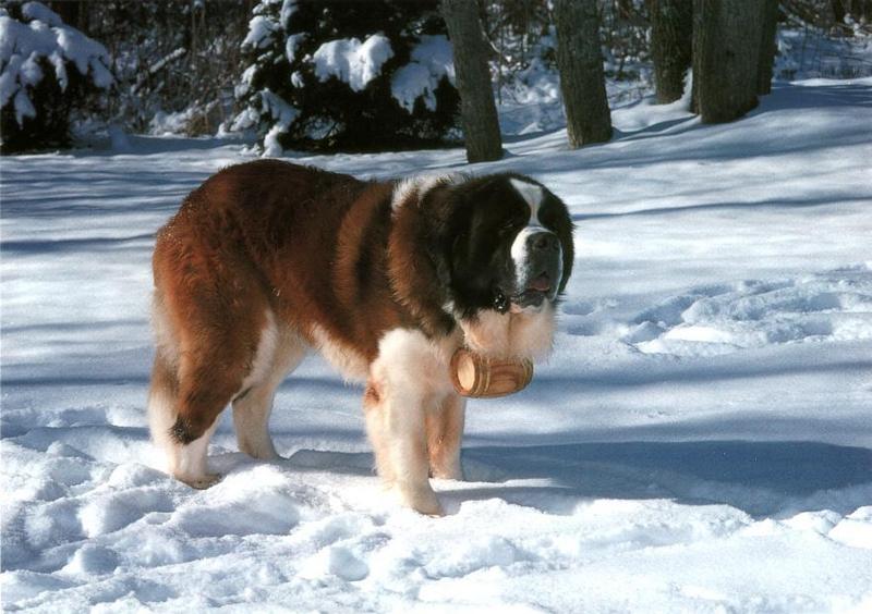 Dog - Saint Bernard (Canis lupus familiaris) {!--개, 세인트버나드-->; DISPLAY FULL IMAGE.