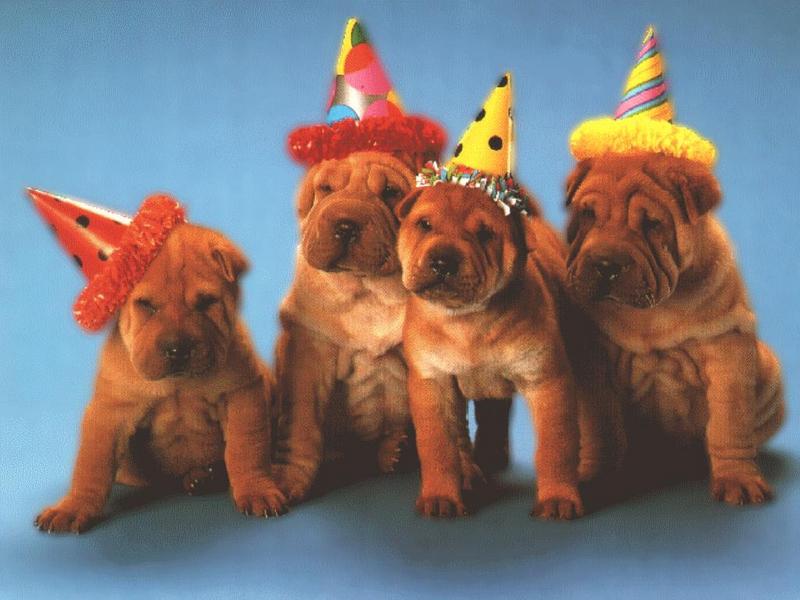 Dogs - Shar-Pei puppies (Canis lupus familiaris) {!--개, 샤페이-->; DISPLAY FULL IMAGE.